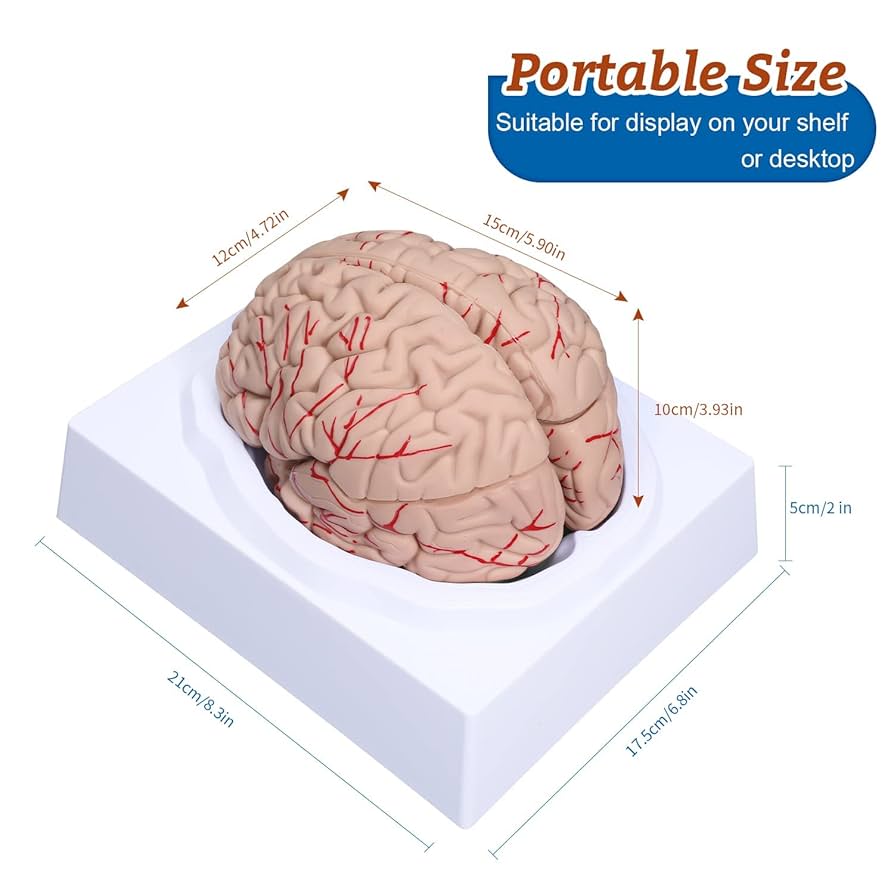 Amazon.com: CUIYMXSC Human Brain Model, 8-Part Neuroscience